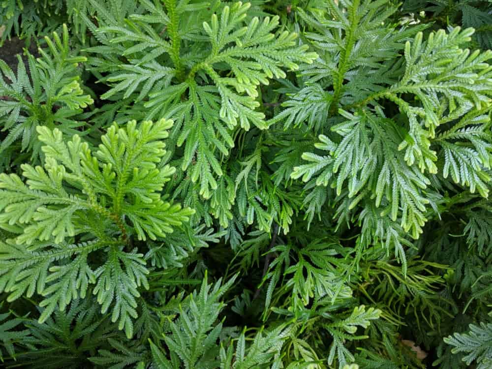 Types of arborvitae trees