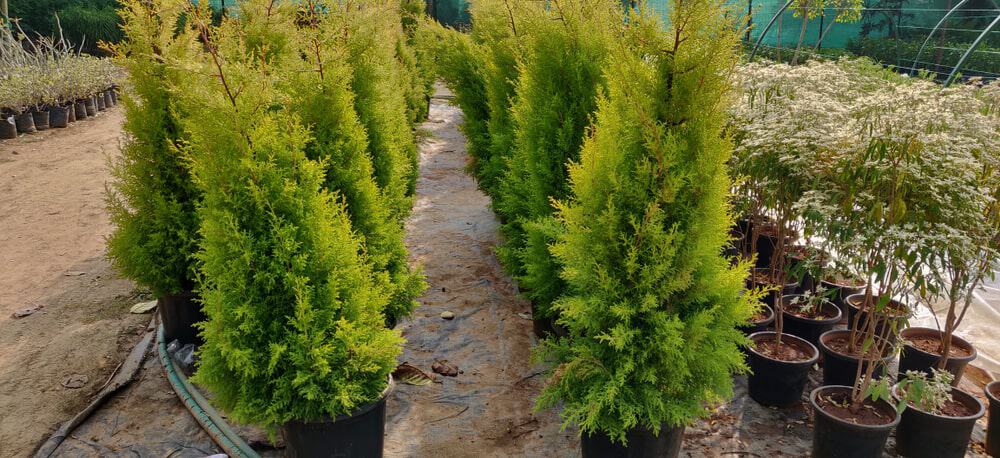 Types of arborvitae trees