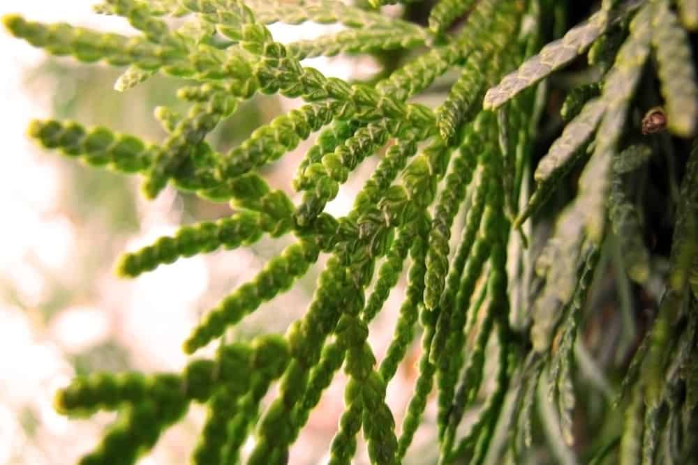 10 Types of Arborvitae Trees You Will Swoon Over