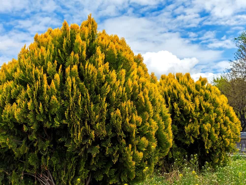 Types of arborvitae trees