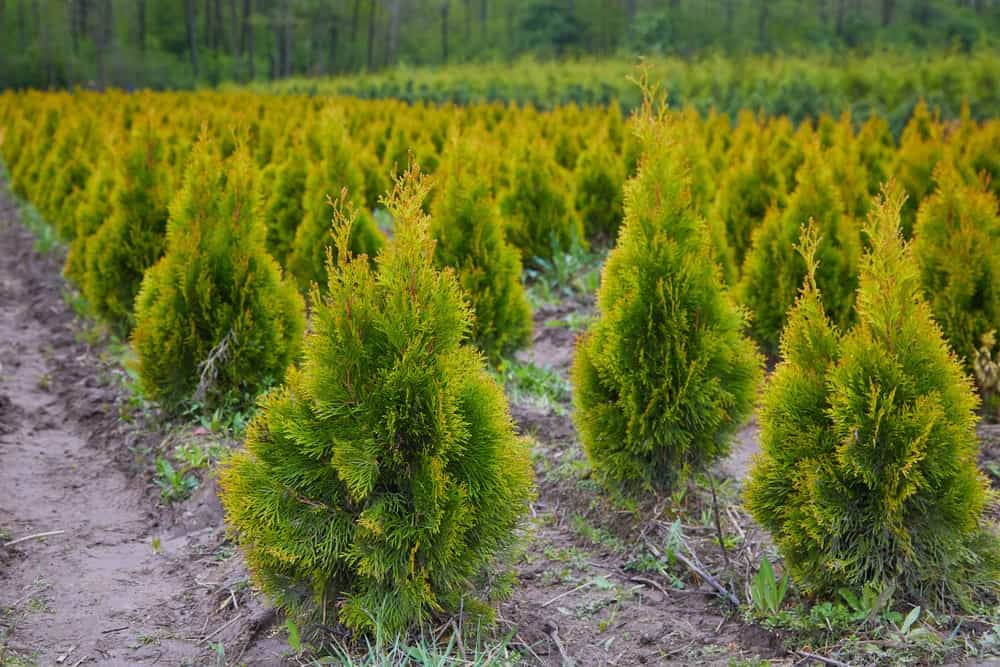 Types of arborvitae trees