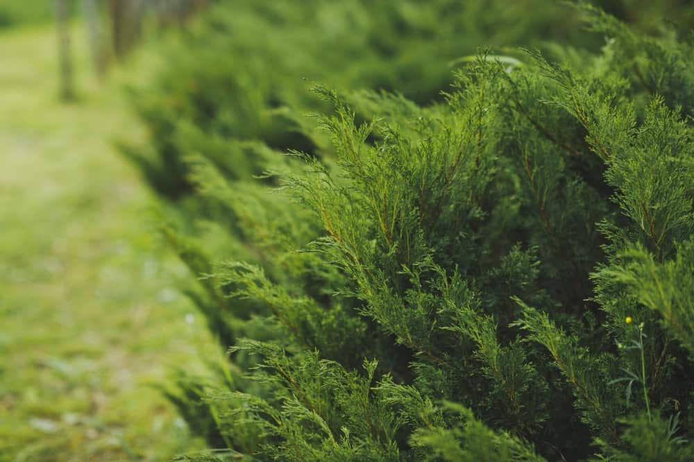 Types of arborvitae trees