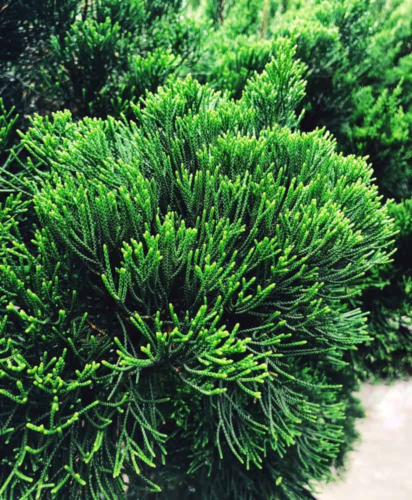 Types of arborvitae trees