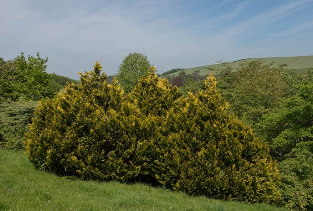 Types of arborvitae trees