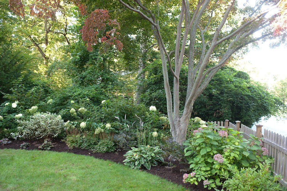 Backyard Corner with An Architectural Tree