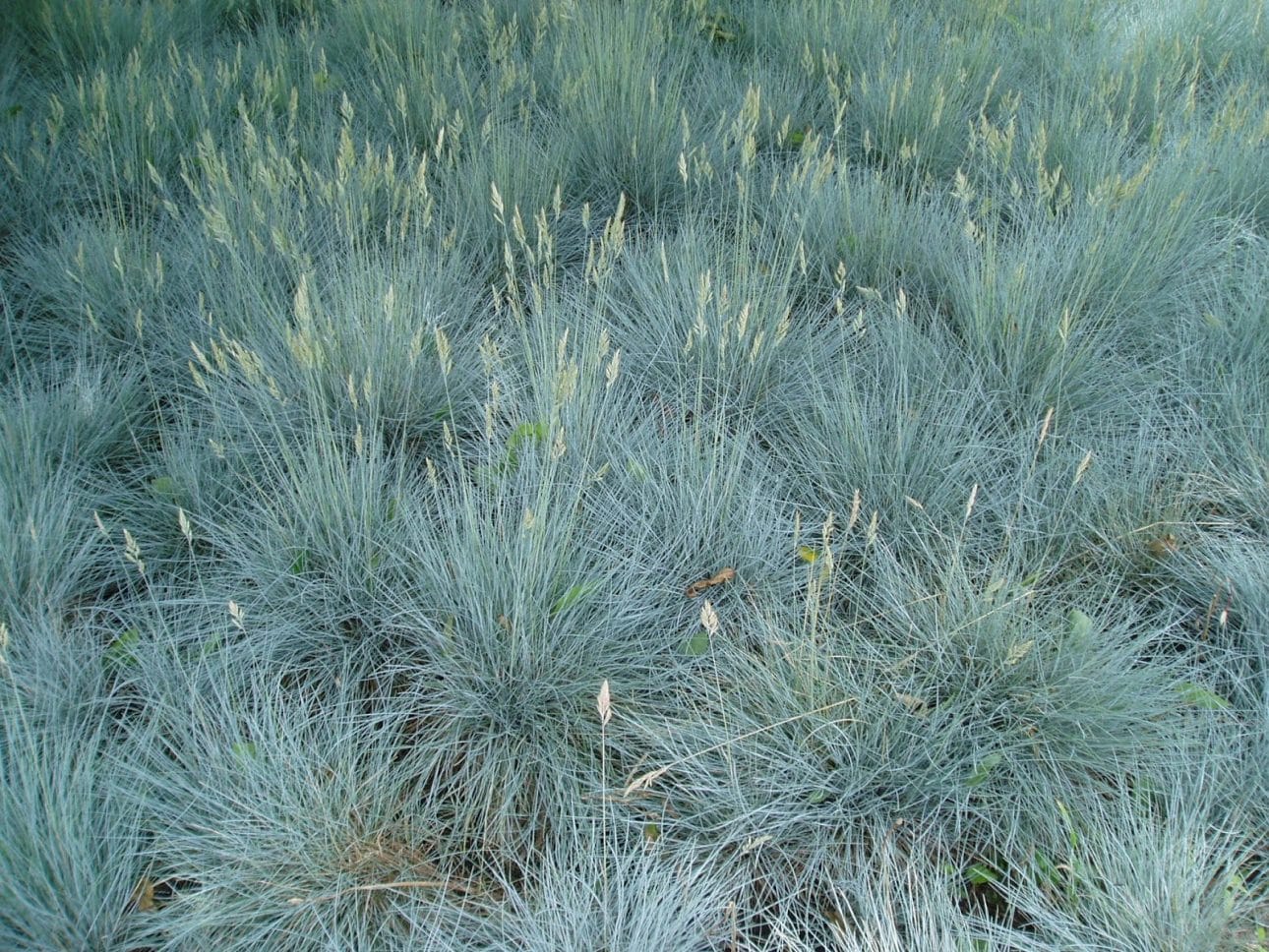 Blue Fescue (Festuca)