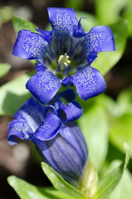 Gentiana Septemfida