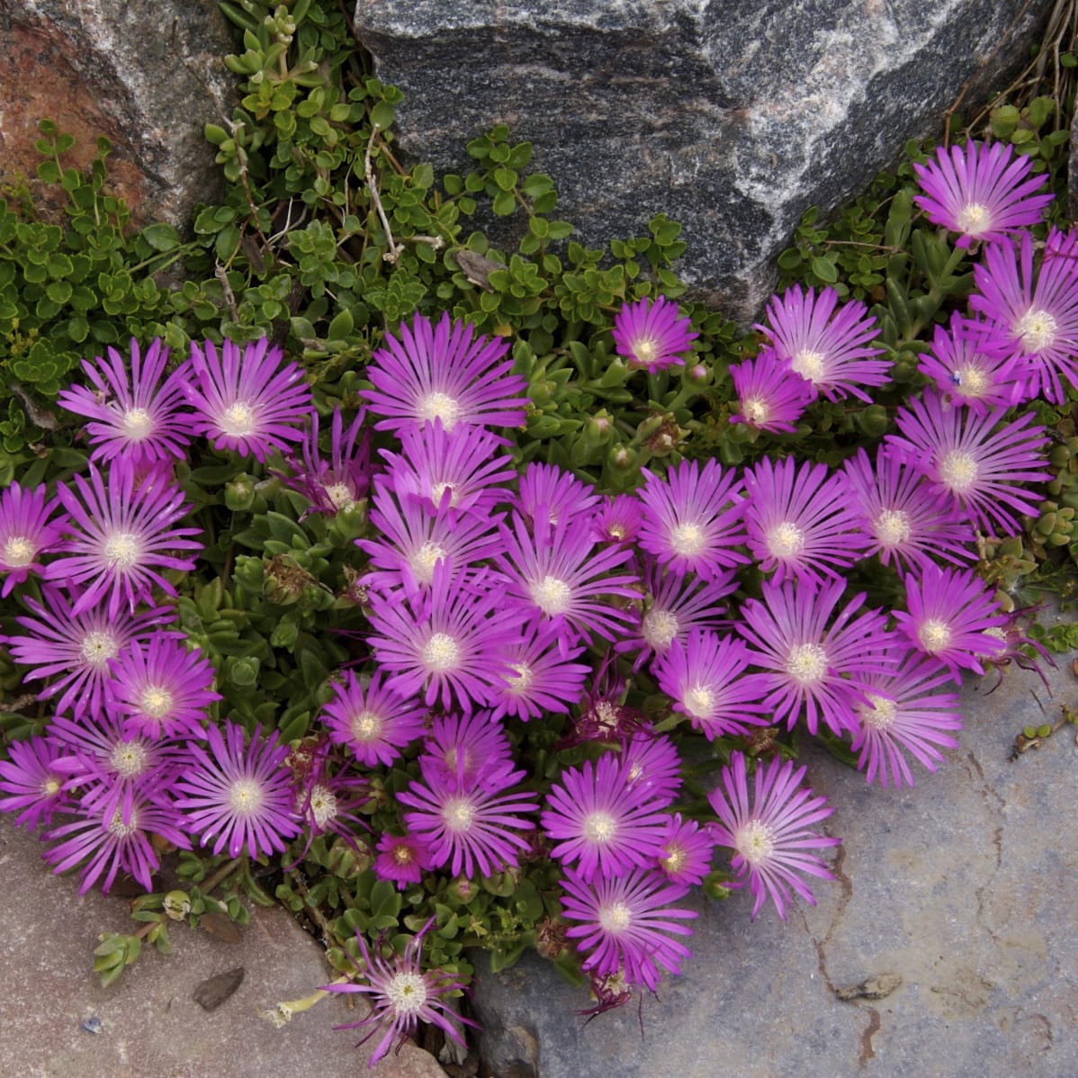 Ice Plant (Delosperma Cooperi)