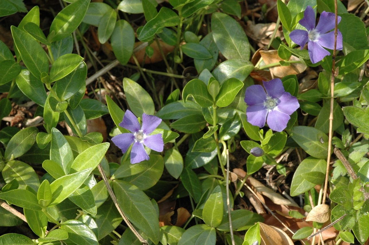 Lesser Periwinkle