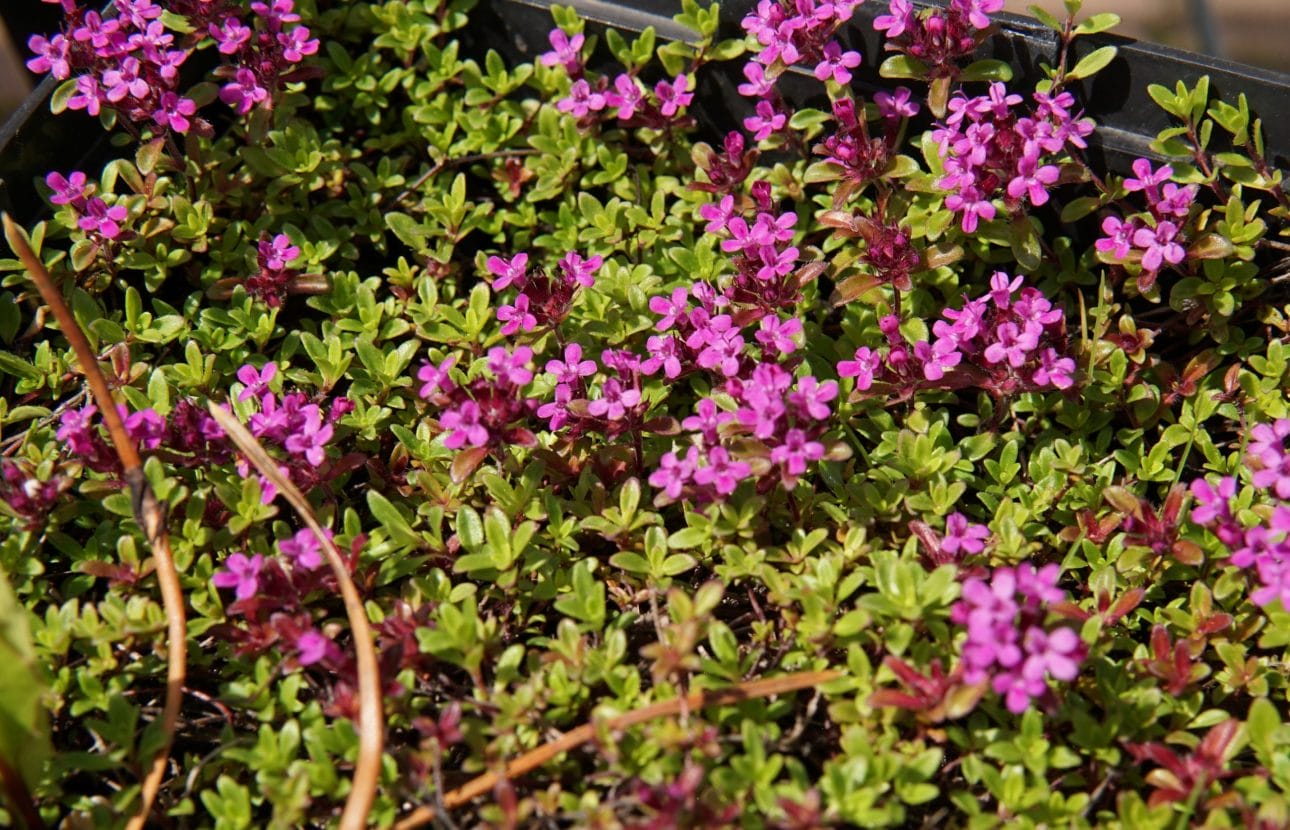 Red Creeping Thyme