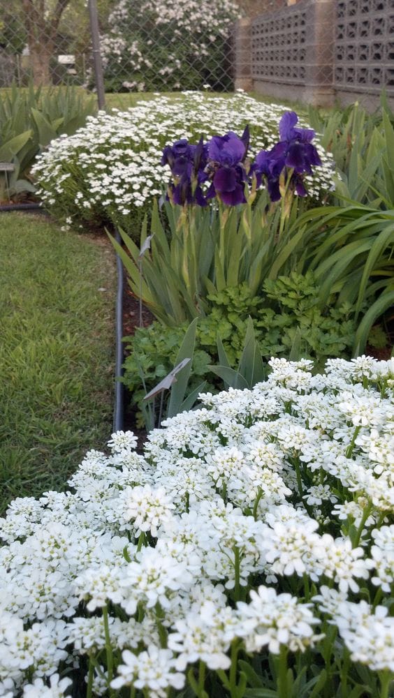 Rock Garden with Candytuft