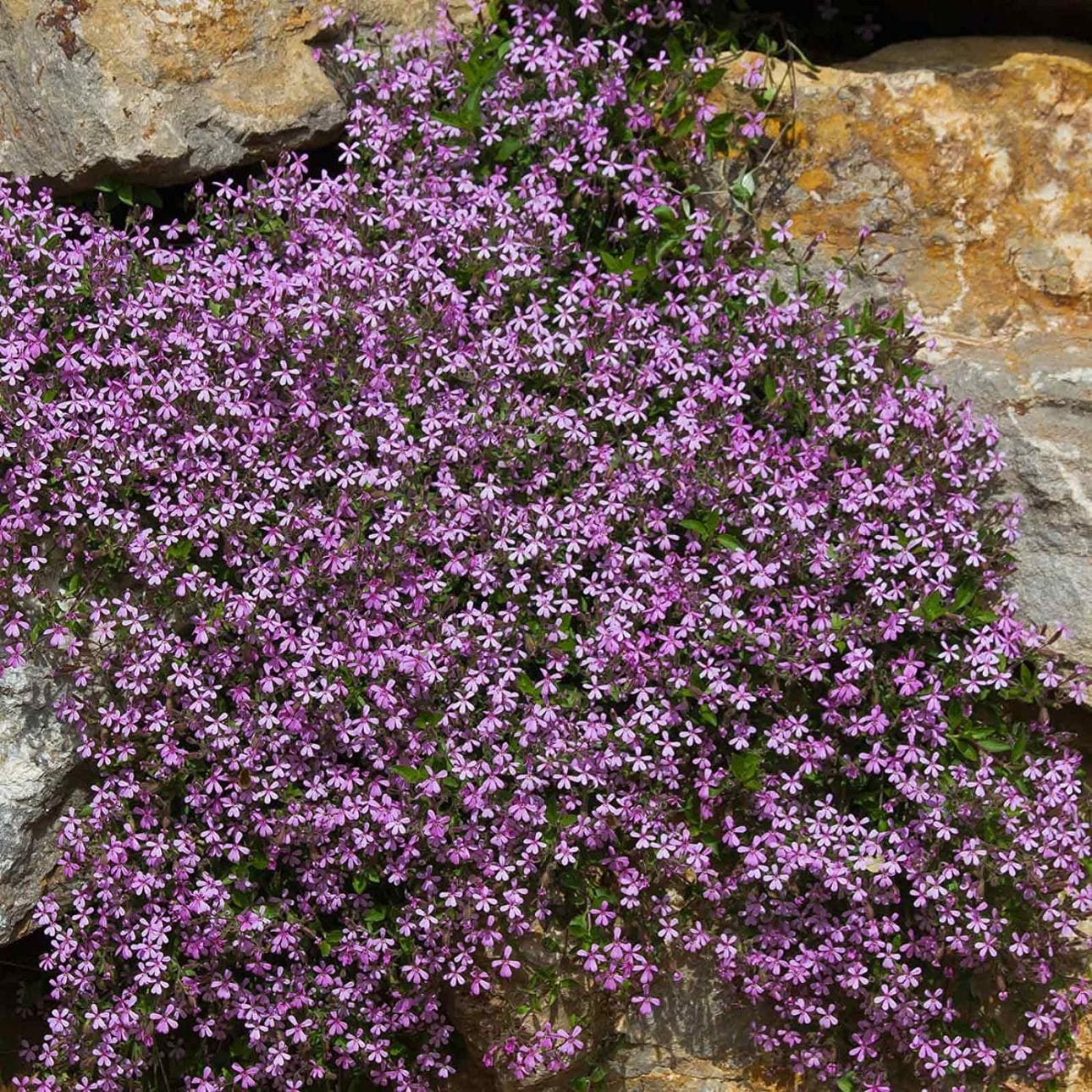 Rock Soapwort