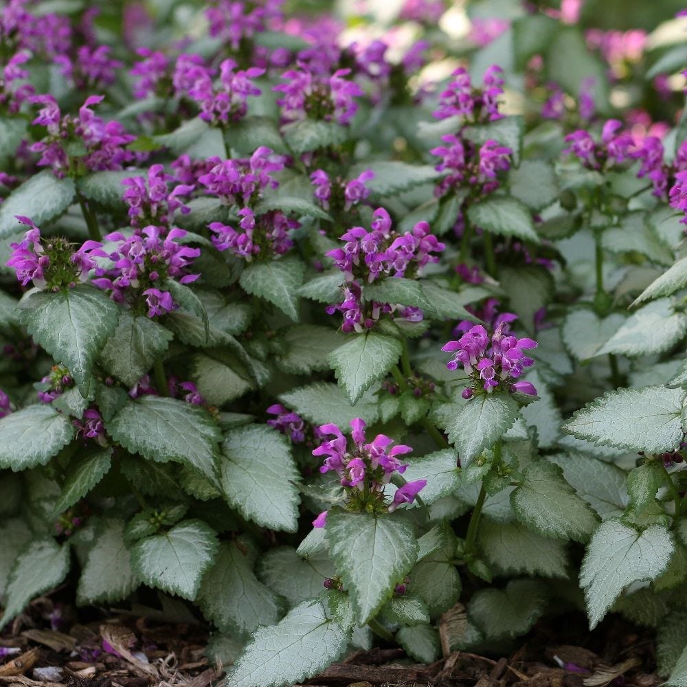 Shady Rock Garden Plants