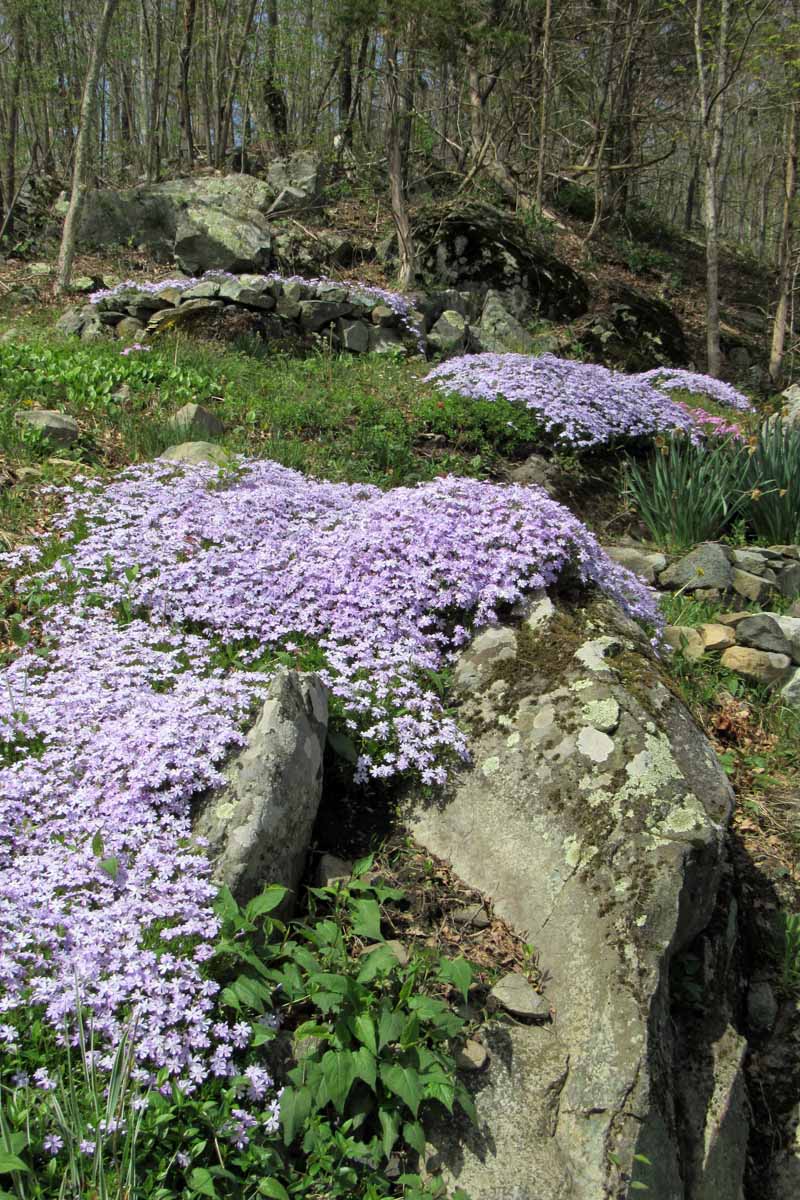 Creeping Phlox