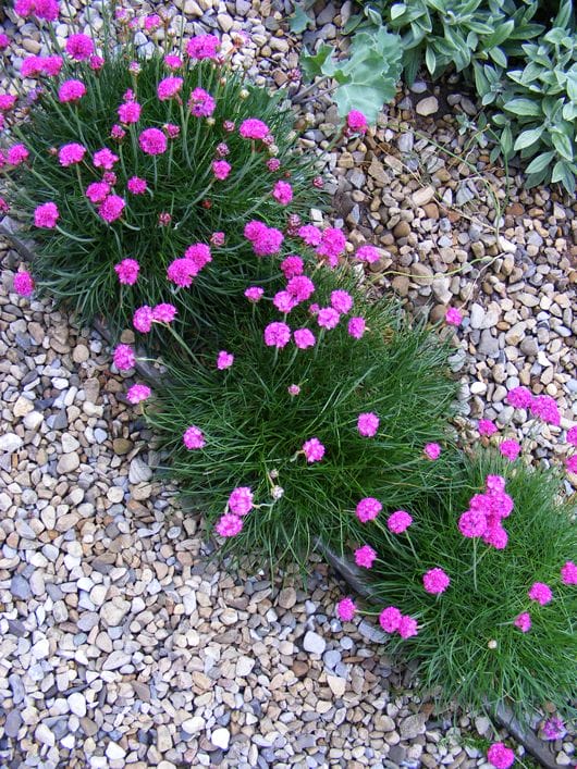 Sea Thrift (Armeria Maritima)