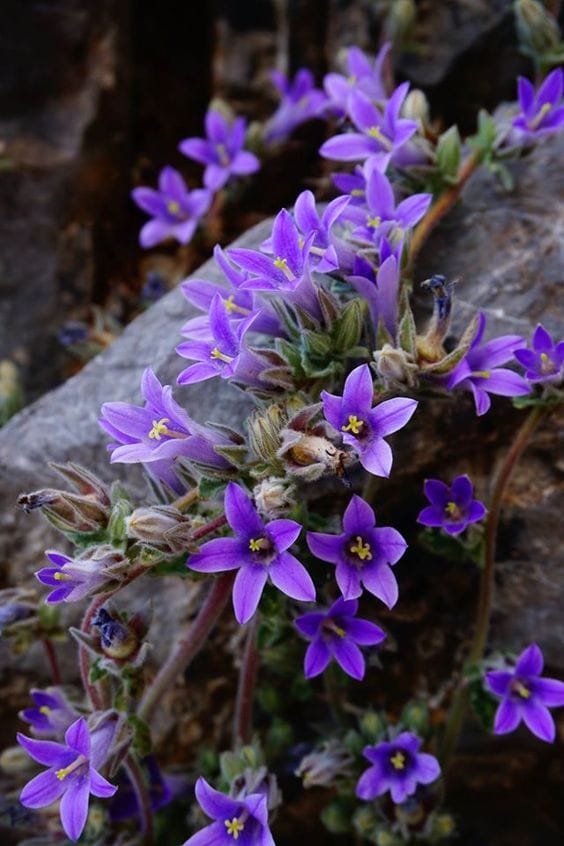 Bellflower or Campanula