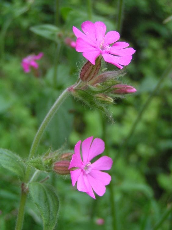 Rock Garden with Catchfly