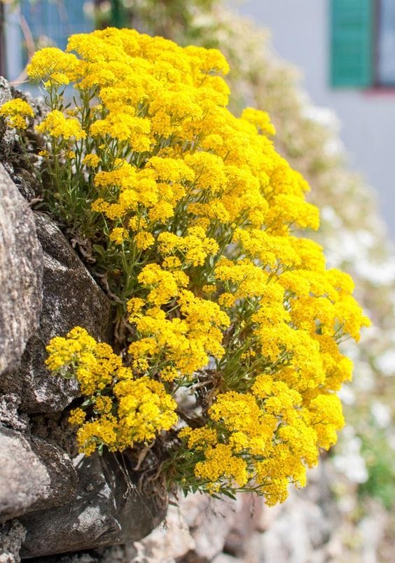 rock-garden-with-alyssum Alyssum for A Rock Garden