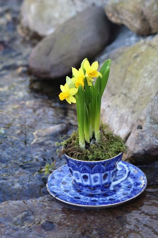 Dwarf Daffodils As Rock Garden Plants