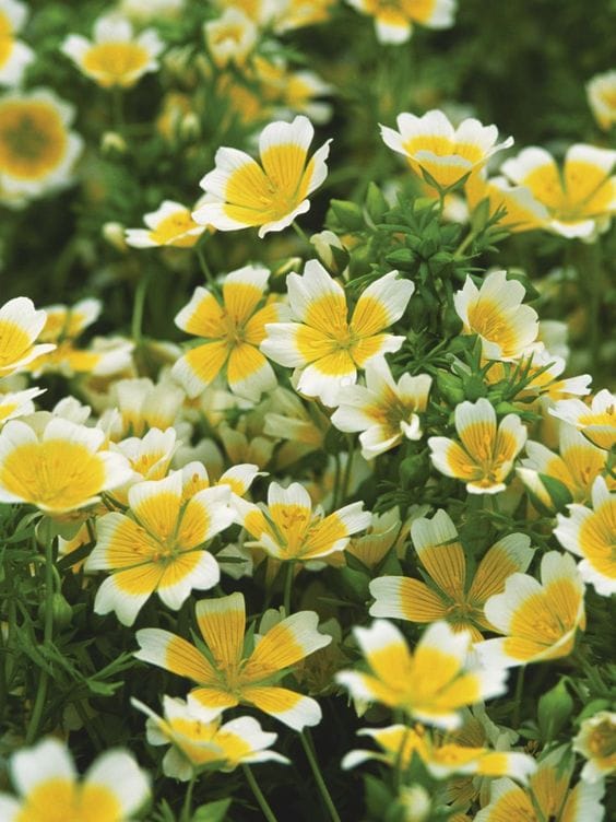 Spicing Up Rock Garden with Poached Egg Plant