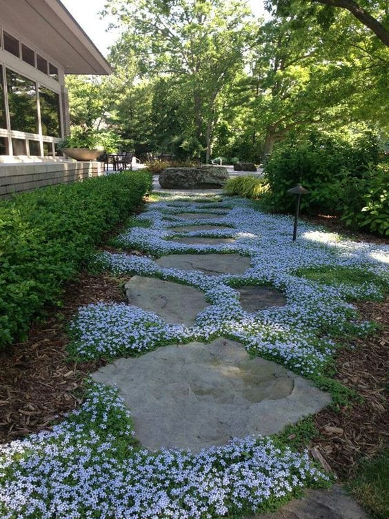 Rock Garden Plants with Arabis