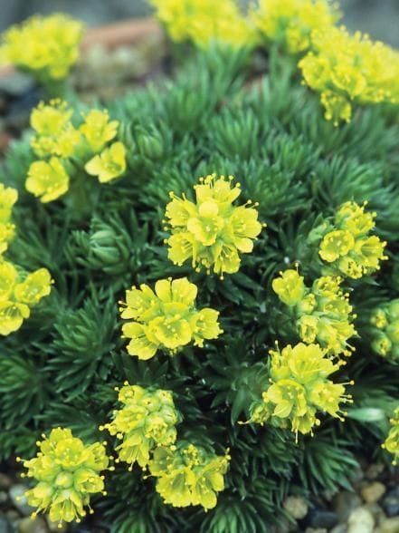 Alpine Rock Garden Plants