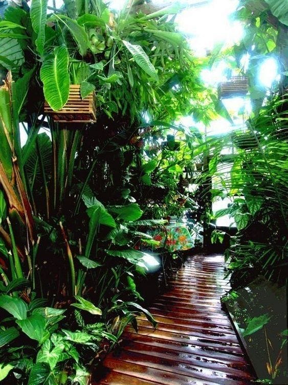 tropical backyard landscaping