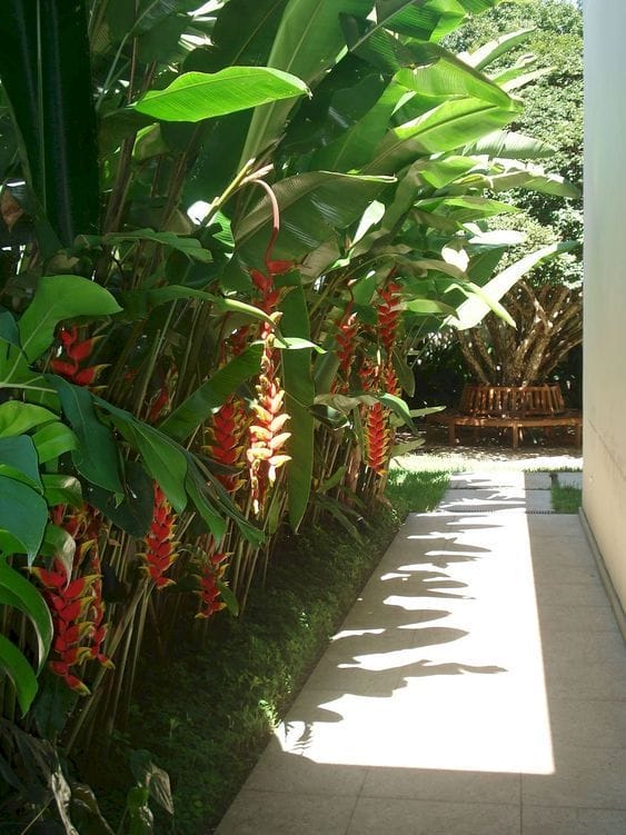 tropical backyard plants