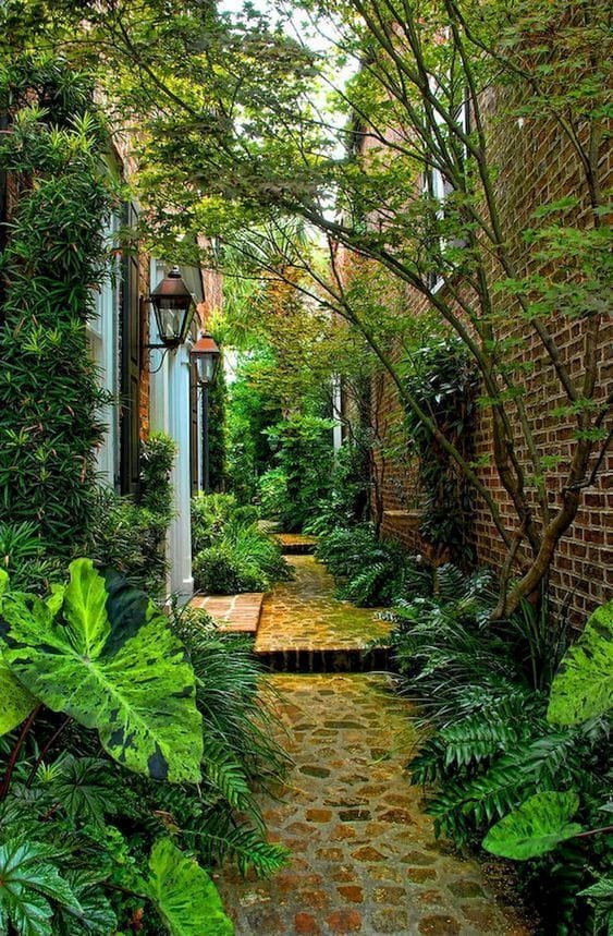 tropical garden burke's backyard