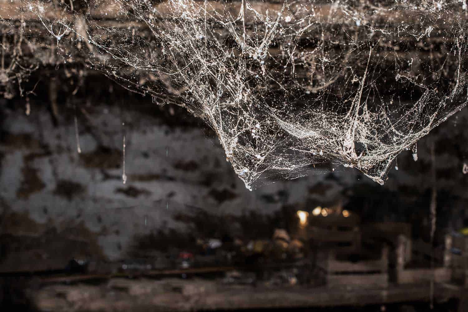 15 Incredible Tricks That'll Keep Spiders Out of Basements