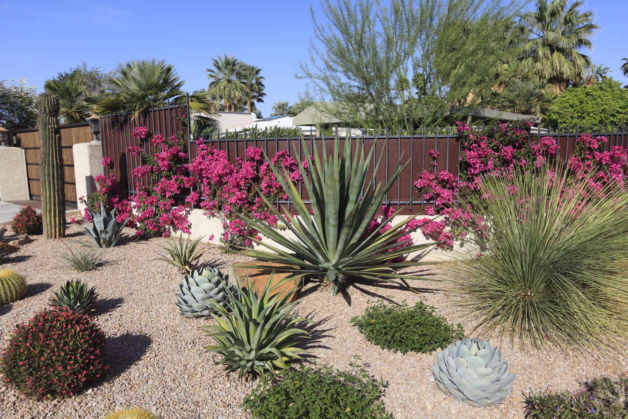 28 Front Yard Succulent Garden Ideas to Brighten Up Your Home